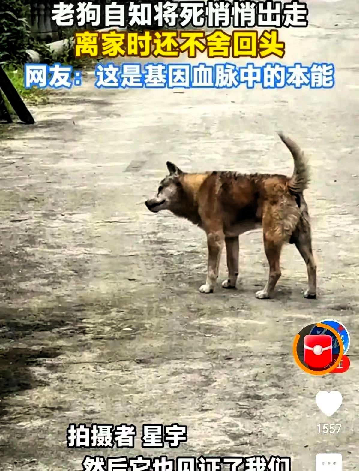 “别出去，就死家里，没人嫌弃你”，江西一个男人，凌晨跟在自家22岁的老狗身后，嘴