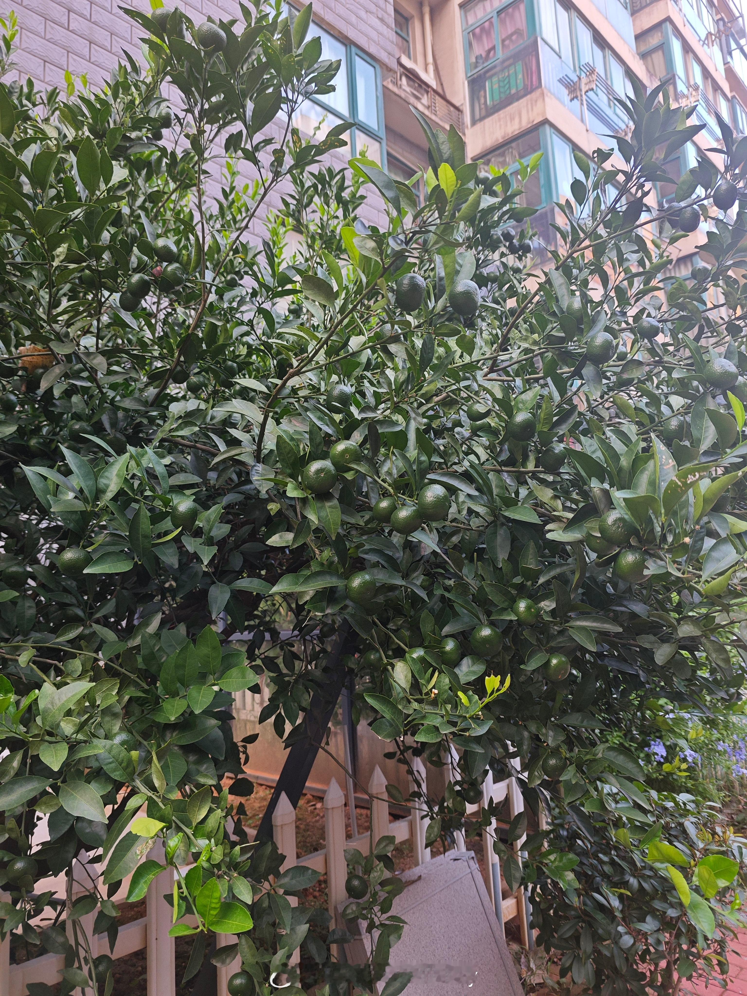这绿油油的橘子，不细看还以为全是叶子