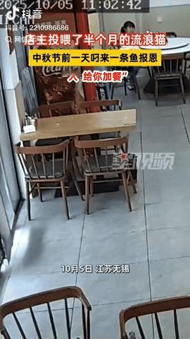 江苏无锡，一女店主经常投喂路边的流浪猫，没想到的是，小猫居然在中秋节前一天，特意