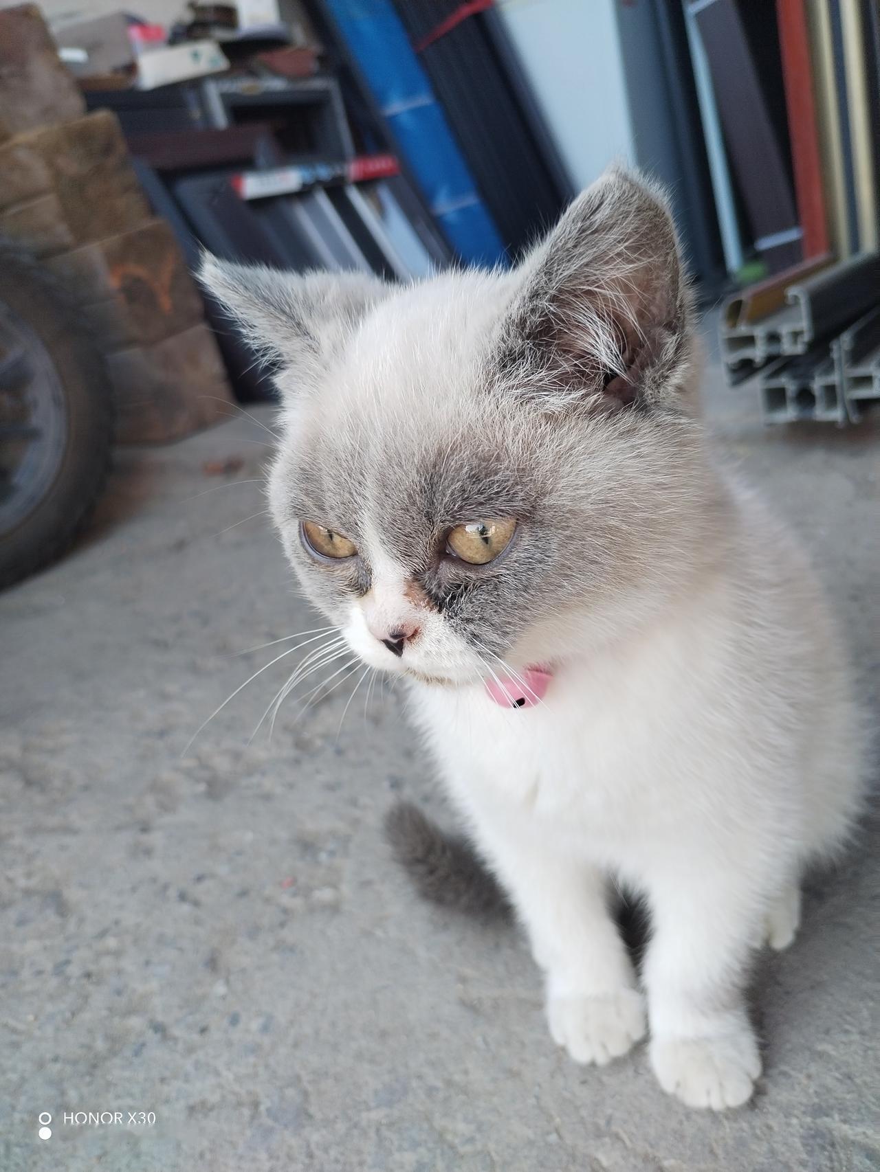 我家小猫咪那真是萌到犯规，尤其是它那对标志性的黑眼圈，活脱脱像个熬夜的“小夜猫子