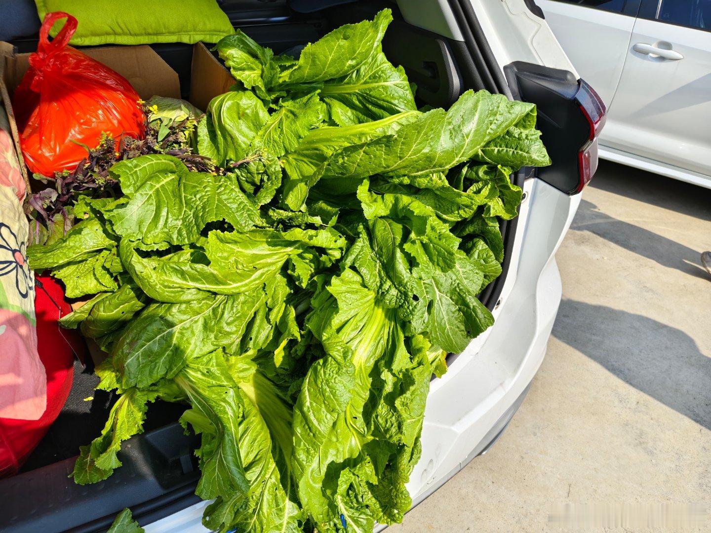 从乡下回家，当然少不了摘些新鲜的蔬菜回家，刚从土里摘的哦过年大家都胖了多少呢？