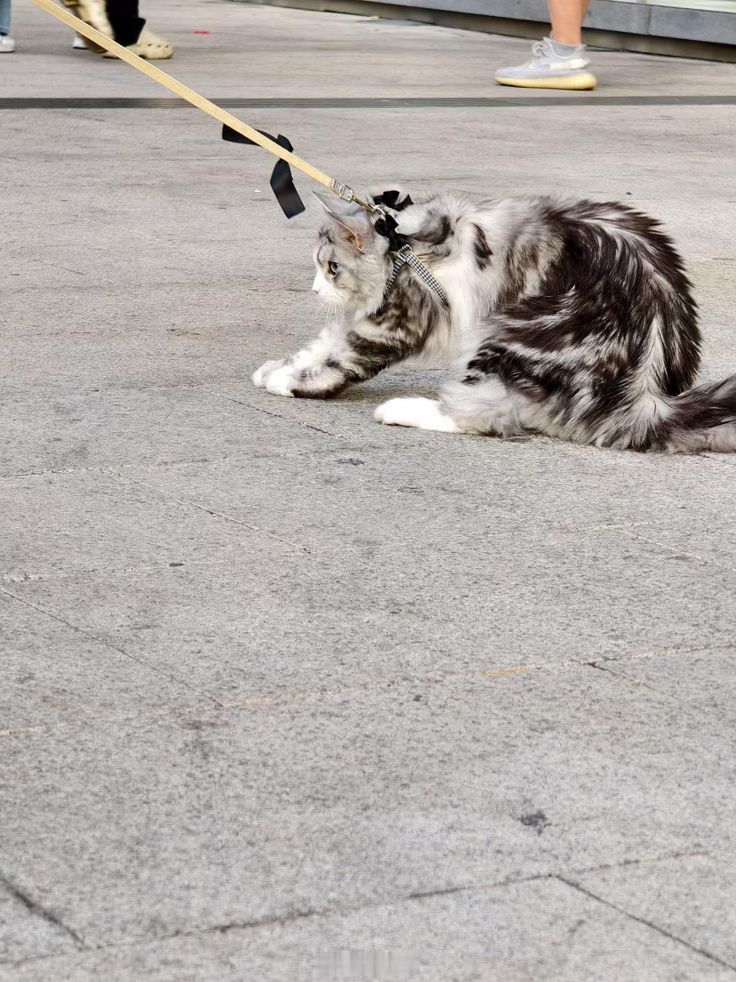 溜达的路上碰见了一只超好看的小猫咪 ​​​