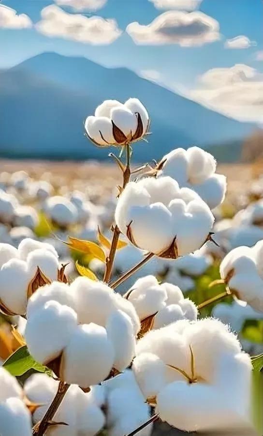 棉花大丰收，衣服咋没棉？逛街时摸遍衣服，全是滑溜溜的聚酯纤维。中国明明是棉花