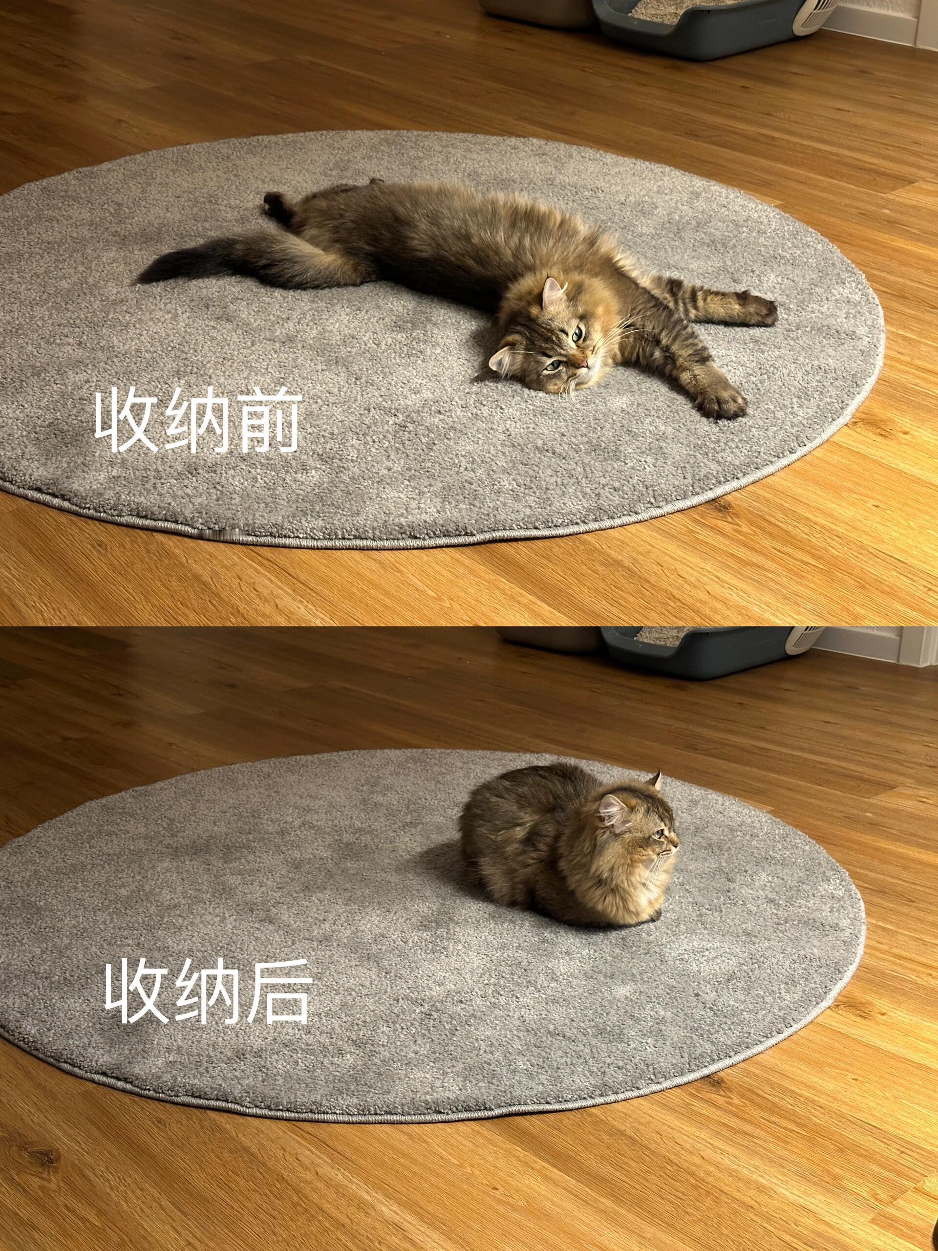 小猫收纳前后对比​​​