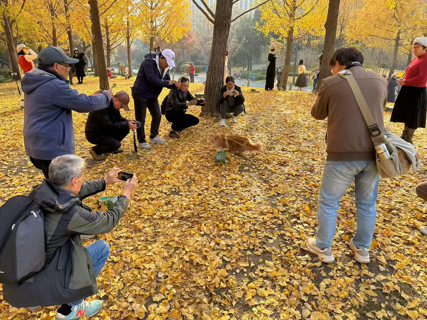 引起围观的黄毛与黄叶西伯利亚森林猫九月的神仙家庭