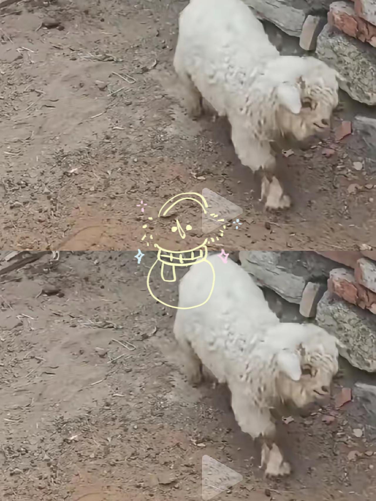 我有一种预感，装死的小羊主人最终会把羊卖了。当初420元都没人要的小羊，如今身价