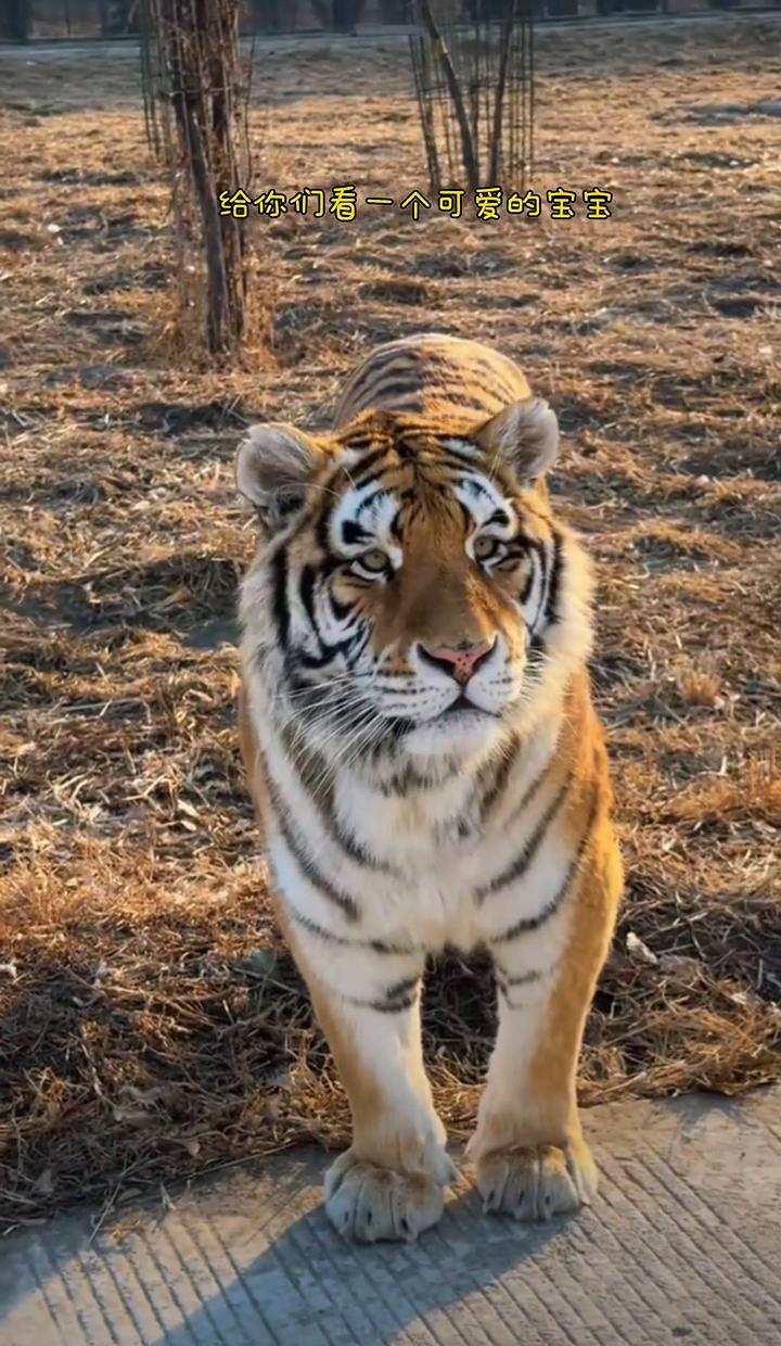 建议你别盯着这孩子的眼睛超过3秒。不是有危险，是怕你扛不住。你刷到过“小甜枣