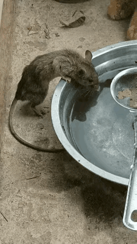 盆沿的水渍还挂在胡须上，老鼠猛地抬头，正对上猫咪琥珀色的眼睛——那眼神安静得吓人