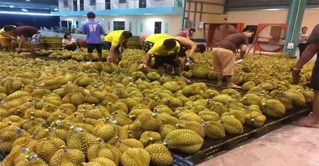 最近听水果商说，越南榴莲便宜得离谱，跌到每斤三四块，摘下来没人收，烂在地里。胡志