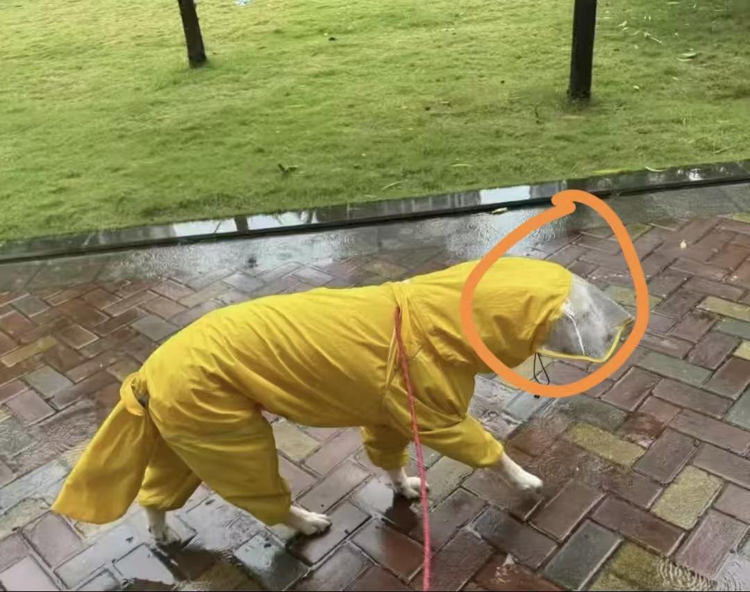 桦加沙台风来了，我才意识到，养狗不如养猫啊！习惯出去上厕所的狗狗们可怎么