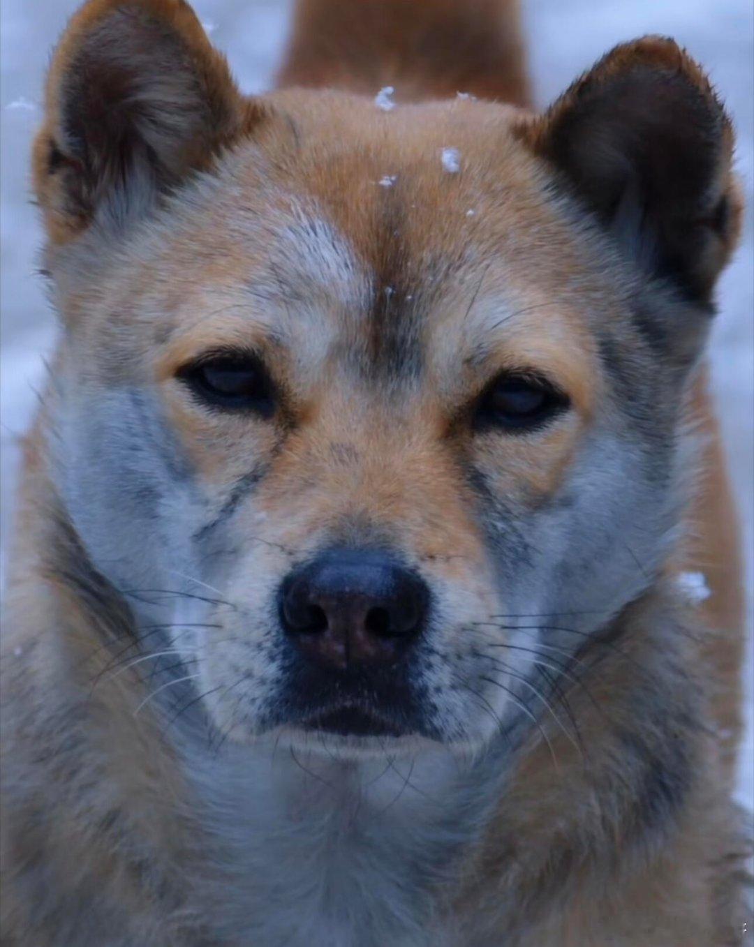 这剧好看到，里面的一只狗看面相都能干趴俩狠人不养怂狗电热剧长安二十四计