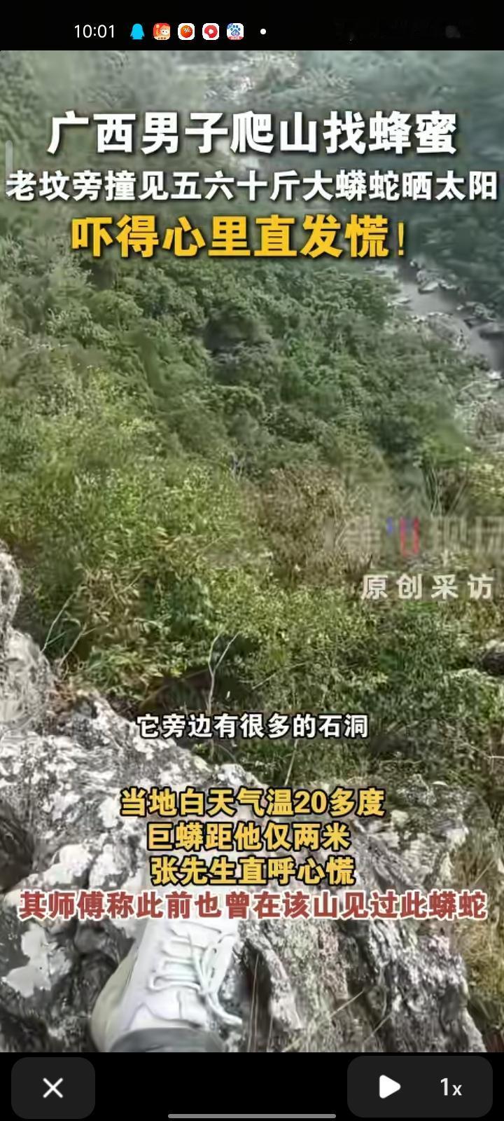 12月5日，广西防城港。张先生爬山找蜂蜜时，在山顶老坟旁平台撞见一条五六十斤的大