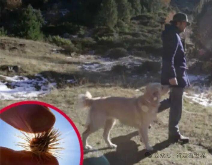 刷到个有意思的故事1943年，有个瑞士工程师叫乔治，带狗去阿尔卑斯山打猎。