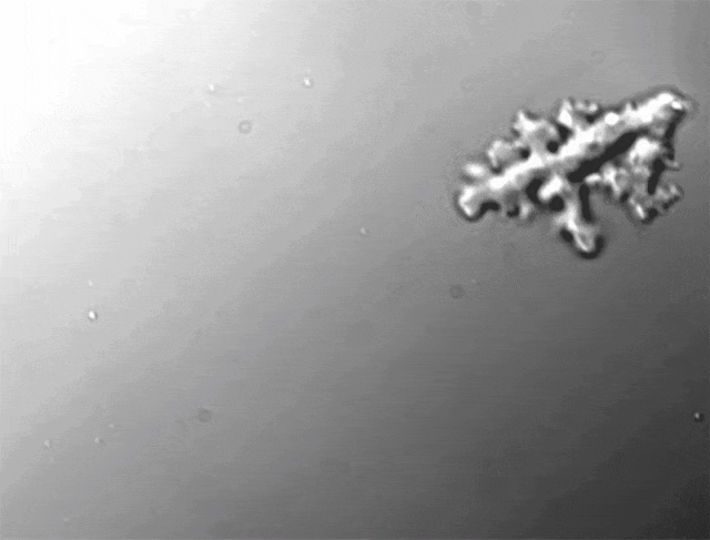 发现神秘变形虫：真核生物耐热极限被打破！12月3日，据NatureNews报道，