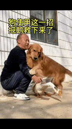 过年要杀鹅，家里大黄狗死死护住，最后一招绝了，鹅弟弟保住了！网友家过年准备
