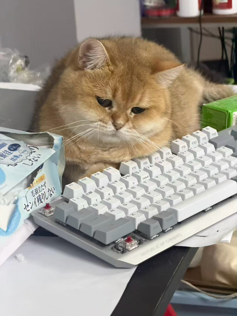 猫宁！薯薯去西安了，豆宝没人陪好寂寞，日益消瘦了​​​
