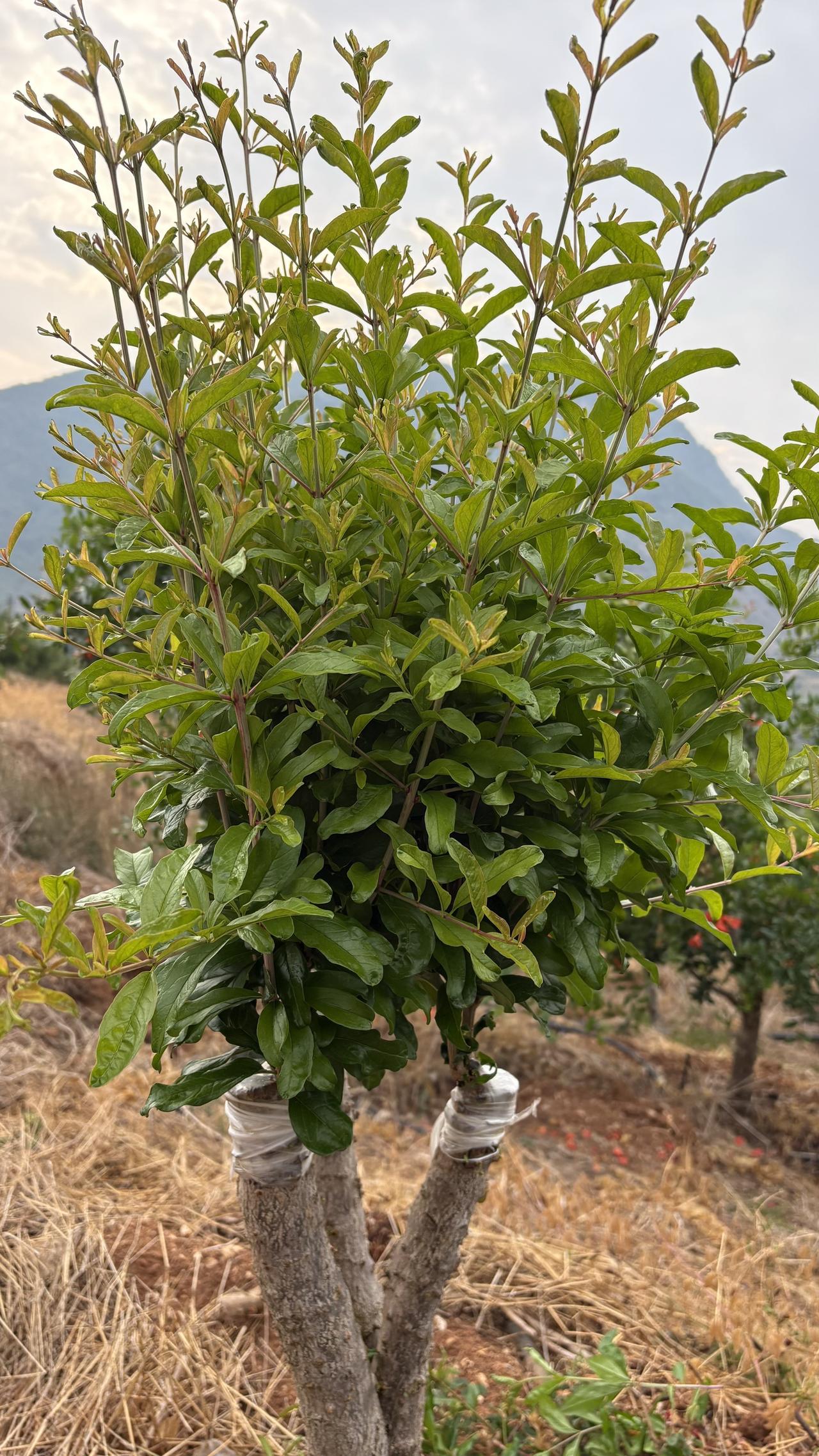 有人管理嫁接的石榴树，这种生长起来居然把尖短节了，这可是愚蠢的做法，除非是盆栽不