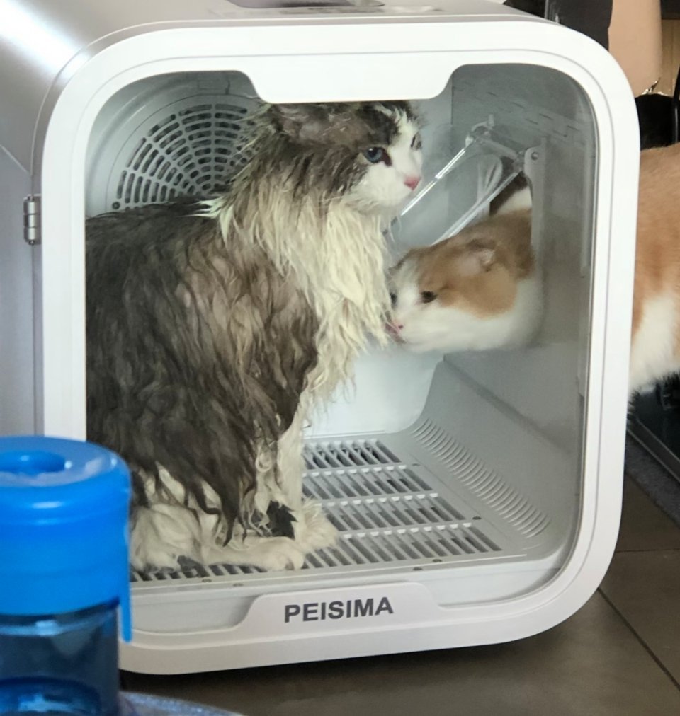 猫猫：你礼貌吗？