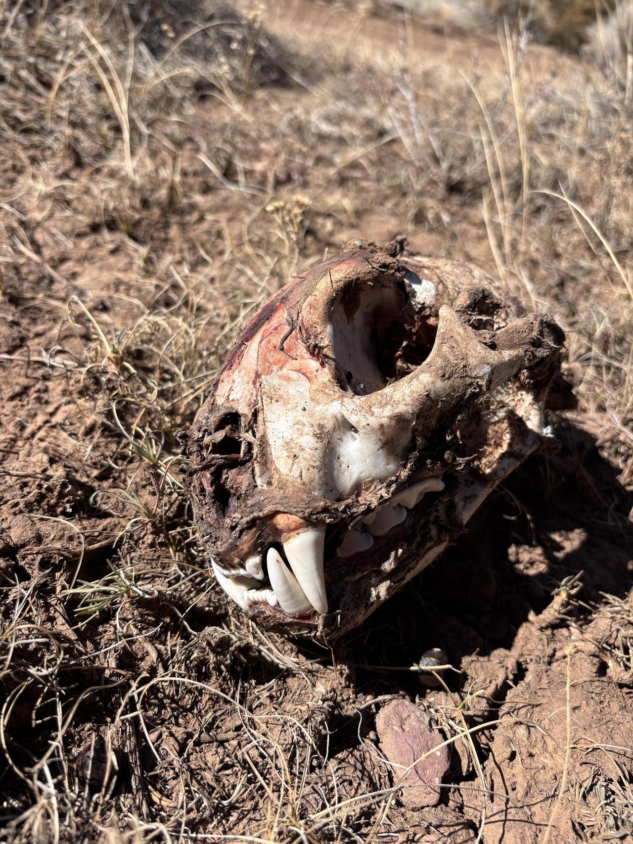 徒步时发现的美洲狮头骨引发热议，有人想带回家用双氧水煮沸清洁后当装饰品，但法律上