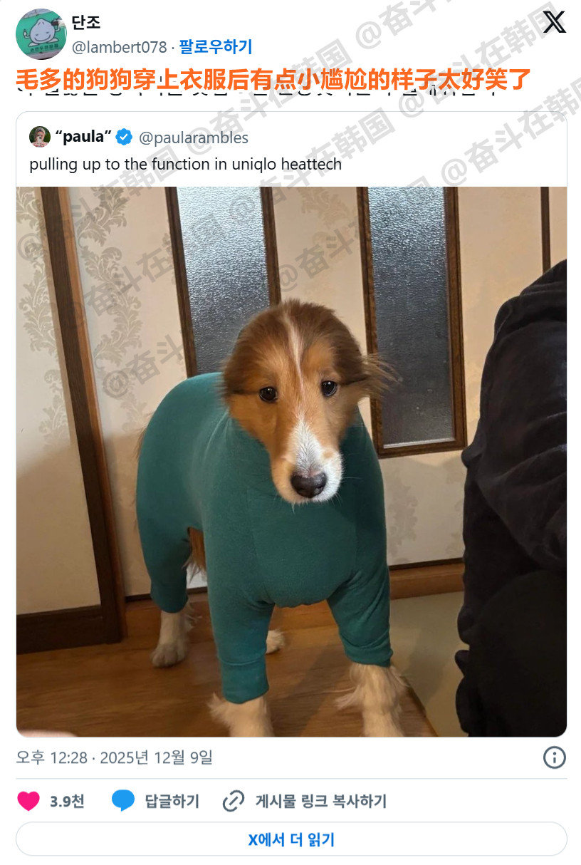 毛多的狗狗穿上衣服后有点小尴尬的样子太好笑了海外新鲜事热点现场