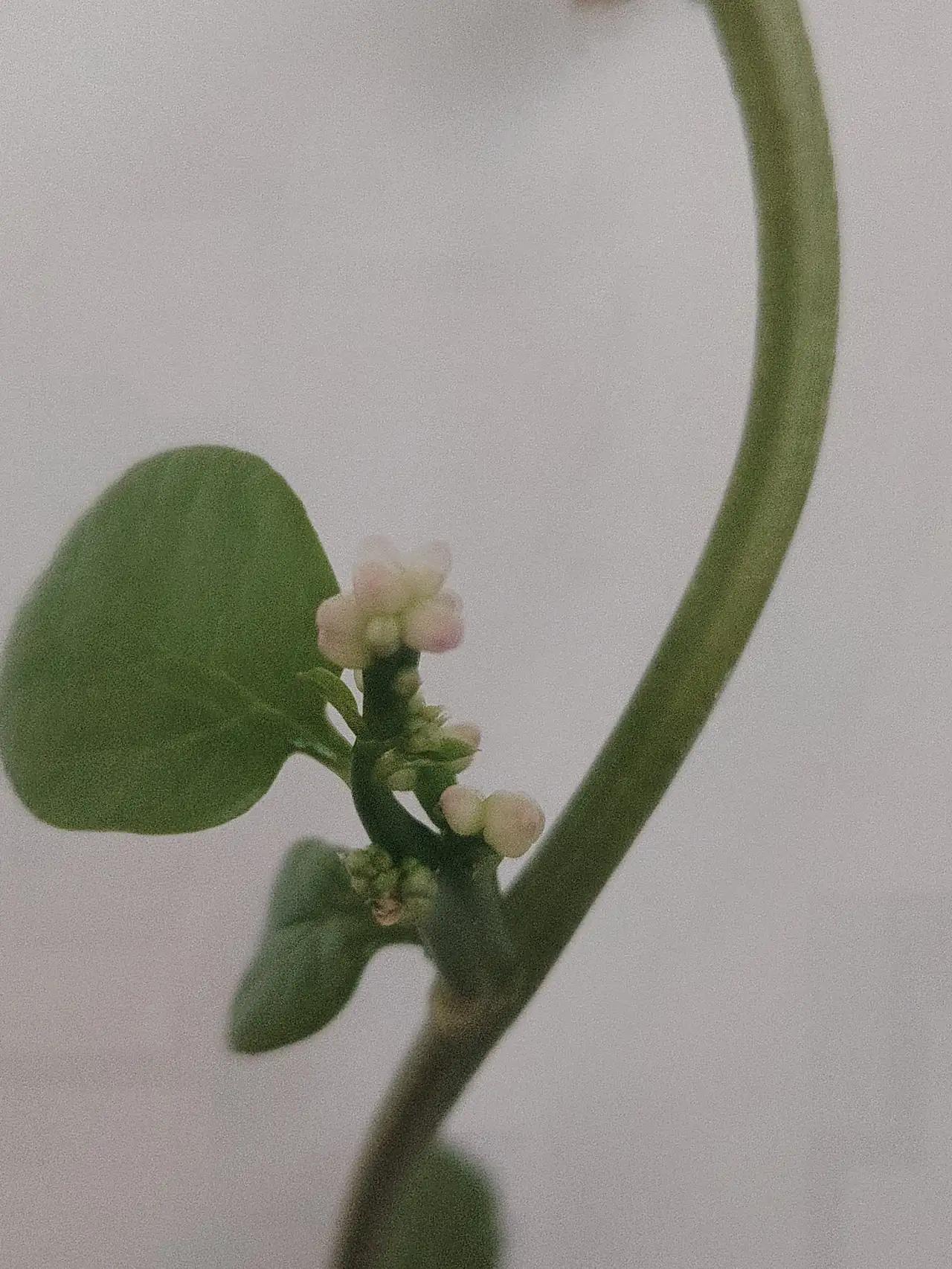 ：然而，现实中的我们，是否真的懂得珍惜这份“健康”？很多时候，我们追逐着所谓的成