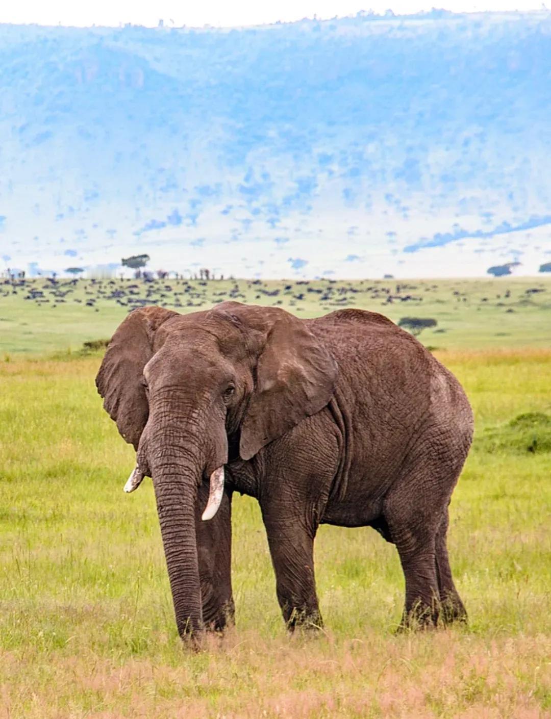 为什么食草动物的体型往往比食肉动物大很多？不知大家有没有发现一个奇怪的现象，