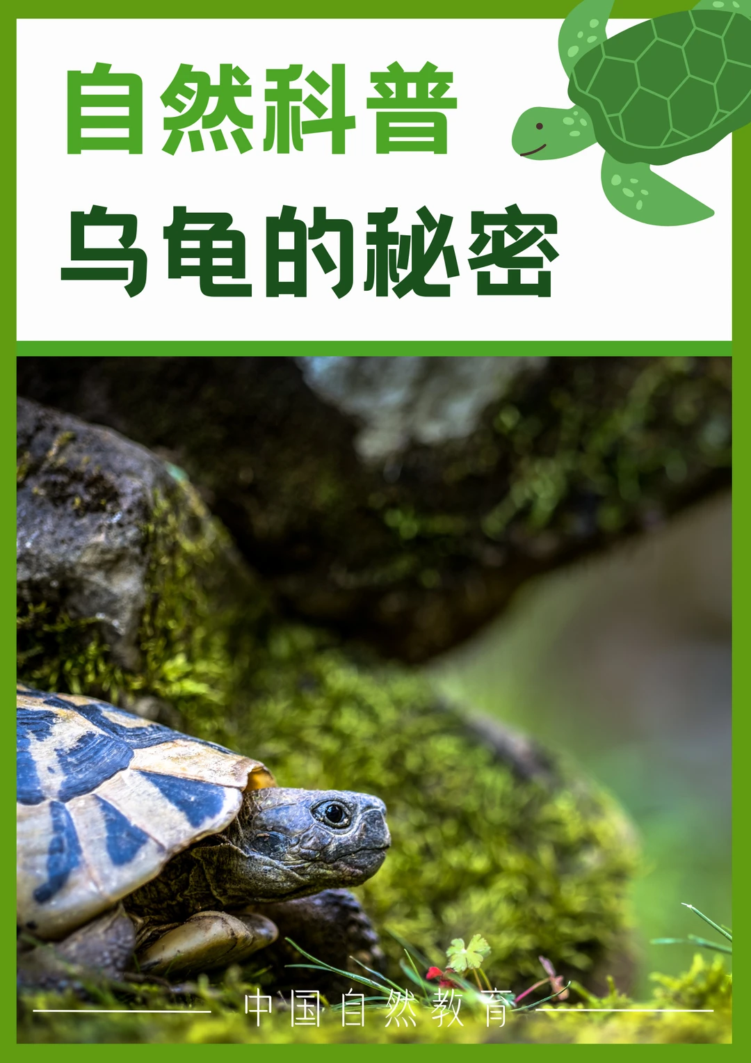 科普知识｜乌龟的秘密