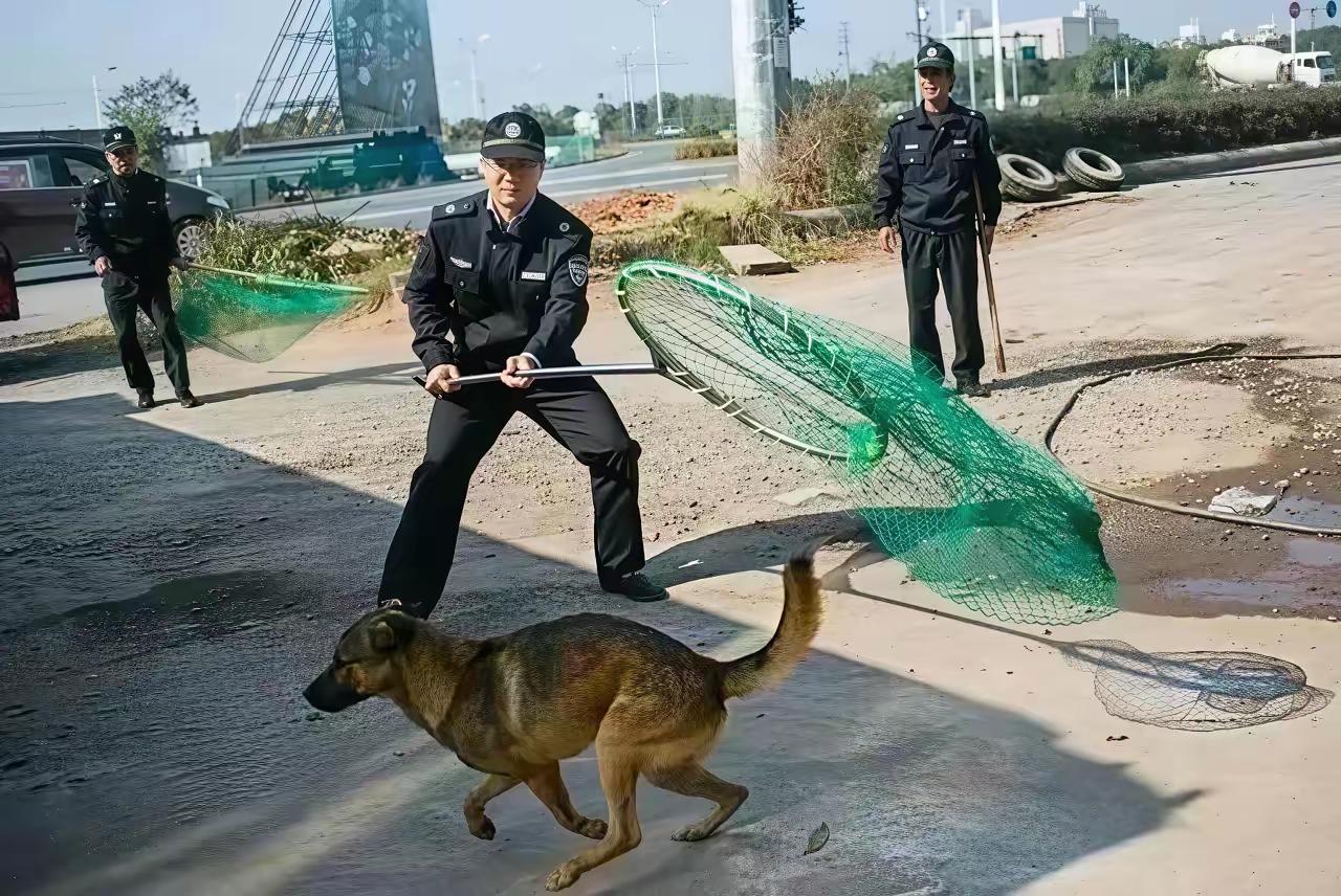 苏州这次整治遛狗，真的硬气！出门不牵绳，不管名贵犬还是性格温顺的狗，一律按野犬