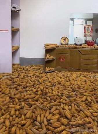 玉米也住上了两室一厅！你见过玉米住“豪宅”吗？客厅、楼梯、卧室全被金黄的玉