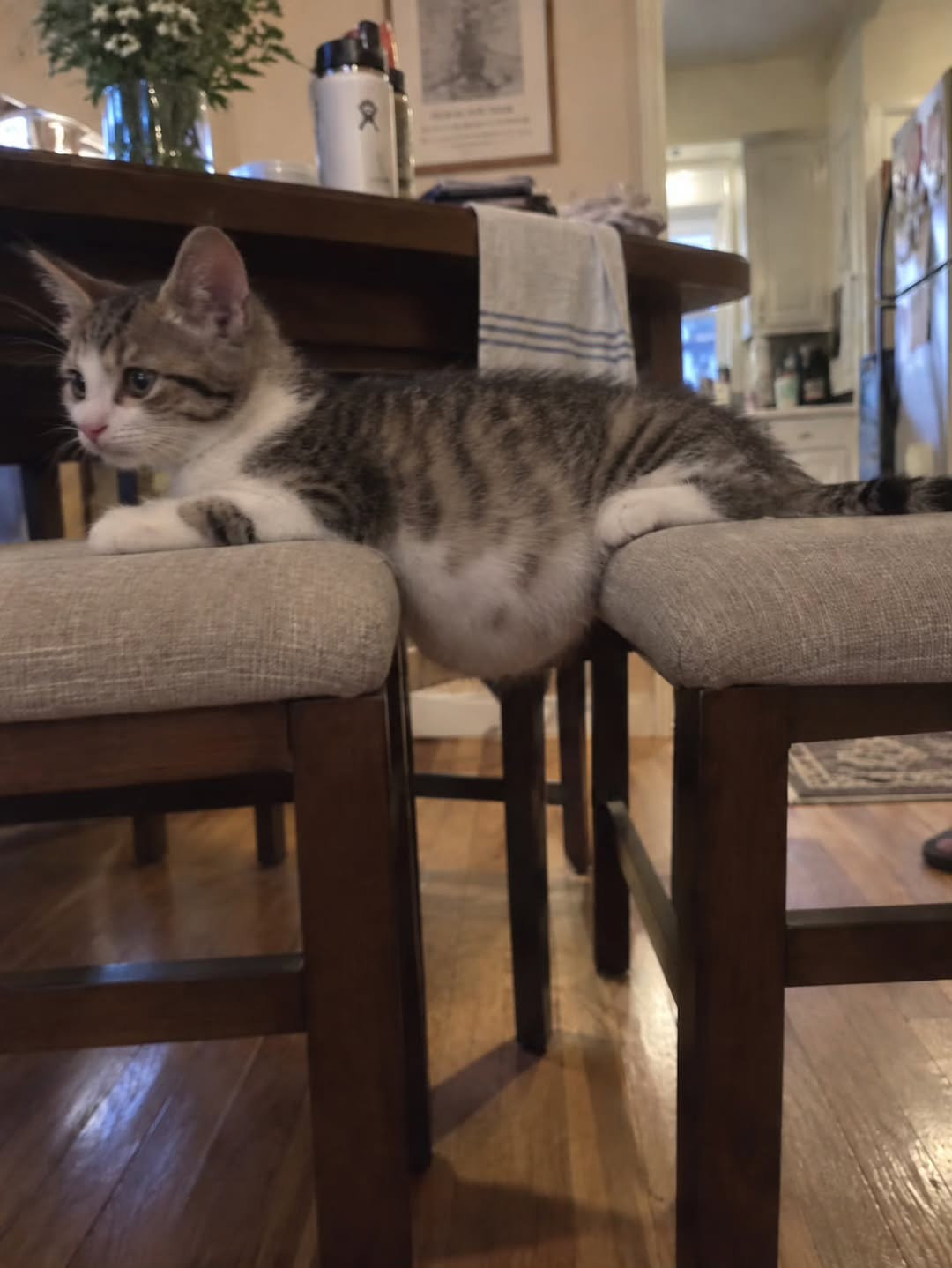 猫咪的小肚子，想摸[抱抱]​​​