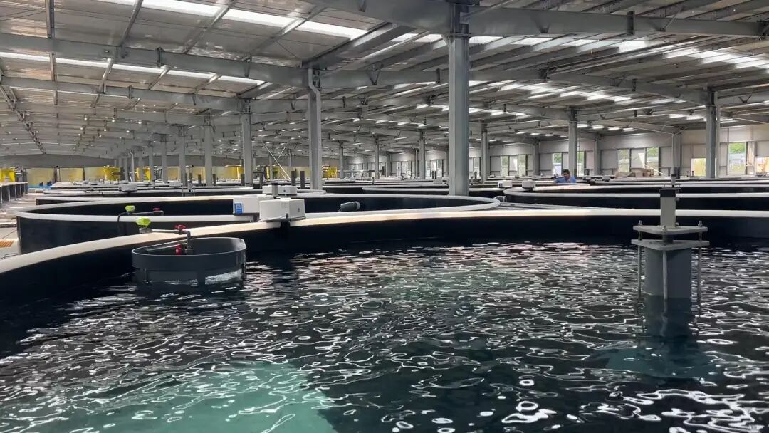 绵竹“造海”养出可生食对虾! 一小时直达成德绵餐桌