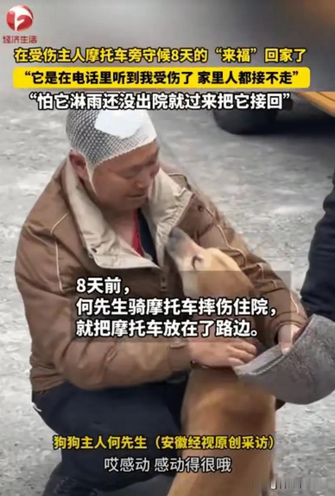 太有灵性了！四川绵阳，主人受伤住院，没想到狗狗“来福”听到这个消息，它马上跑出去