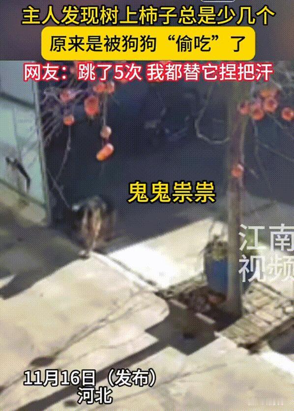 河北，女子在院子里种了棵柿子树，柿子树挂果后她就天天盼着尝鲜，可奇怪的是，树顶上