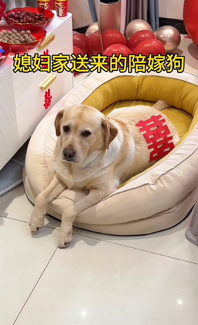 以后这狗的地位绝对比新郎都高