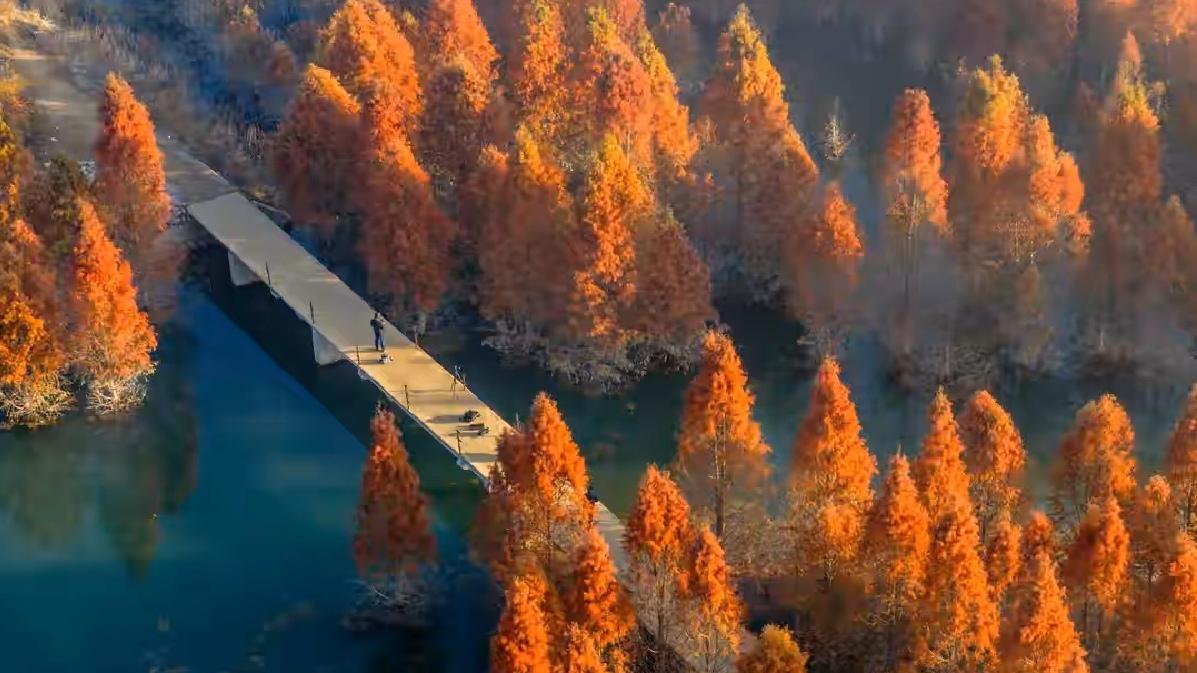 🔥昆明冬日顶流！甸尾村水杉红成童话，1小时直达秘境。昆明藏着冬日限定浪漫！甸尾