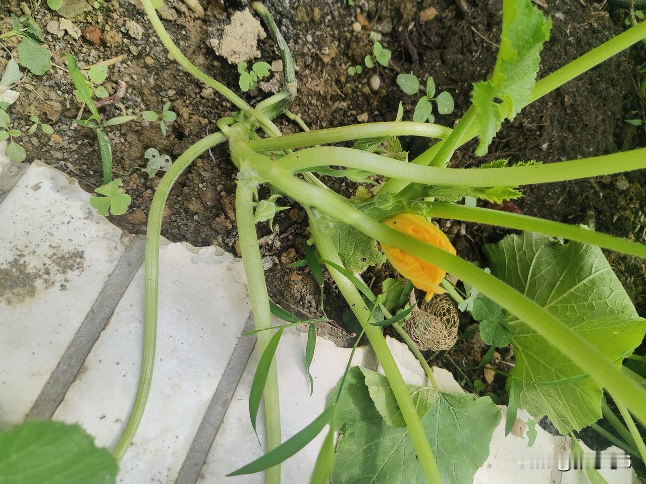 快来晒晒你们亲手种植的蔬菜吧