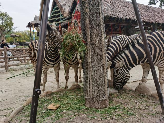 毛孩子年菜上新, 马儿啃福袋鹦鹉啄“兔头”狐猴爬蔬果山