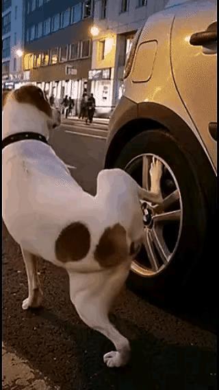 尴尬了！还没解完手呢，司机连个招呼都不打，就把车开走了，狗狗有点茫然！这抬起的腿