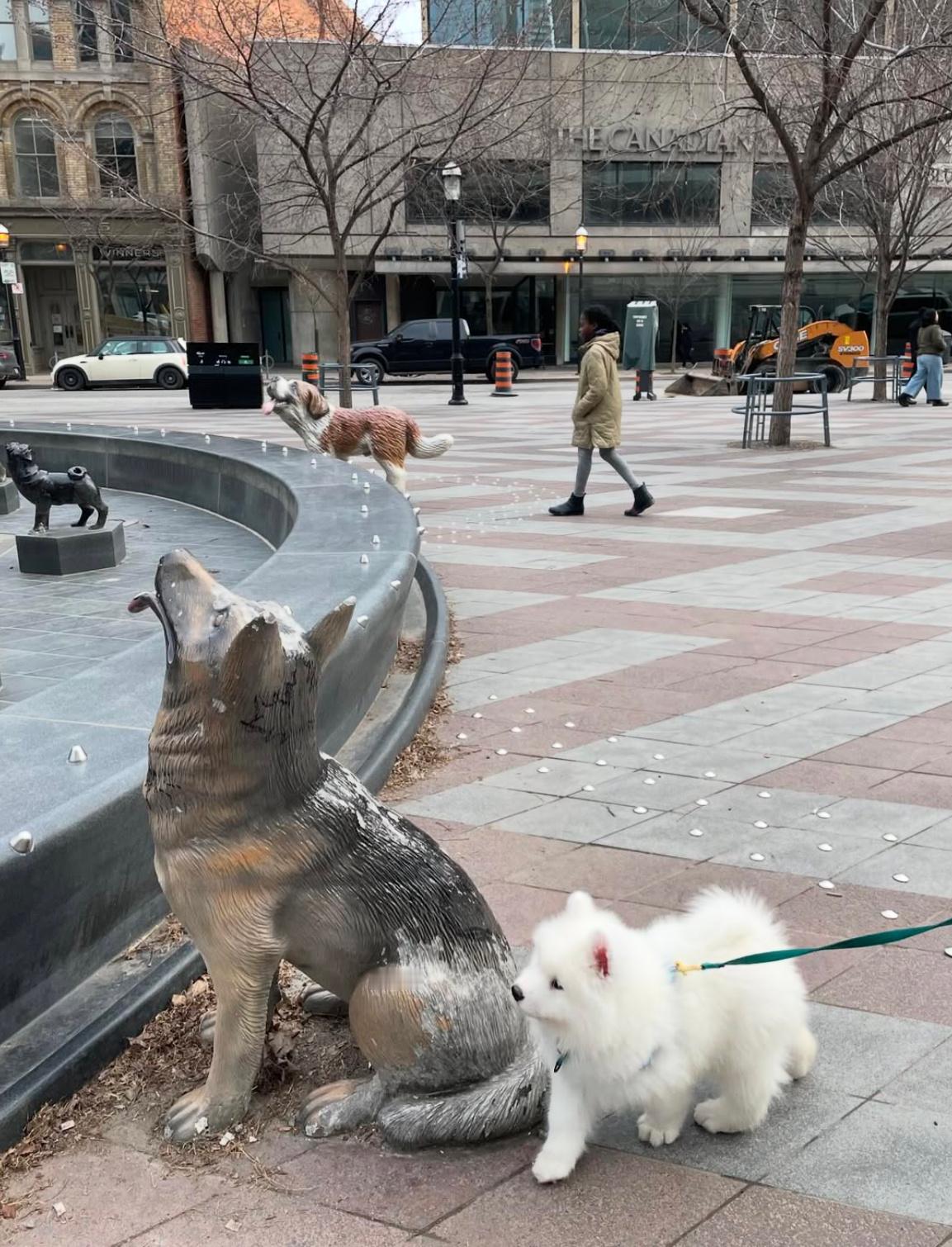 萨摩耶：走吧，这傻狗看天看了半天了，叫他玩也不理我