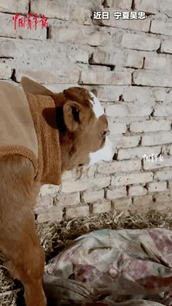 泪目！万物皆有灵。母牛难产离世，出生仅三天的小牛在墙角默默垂泪。