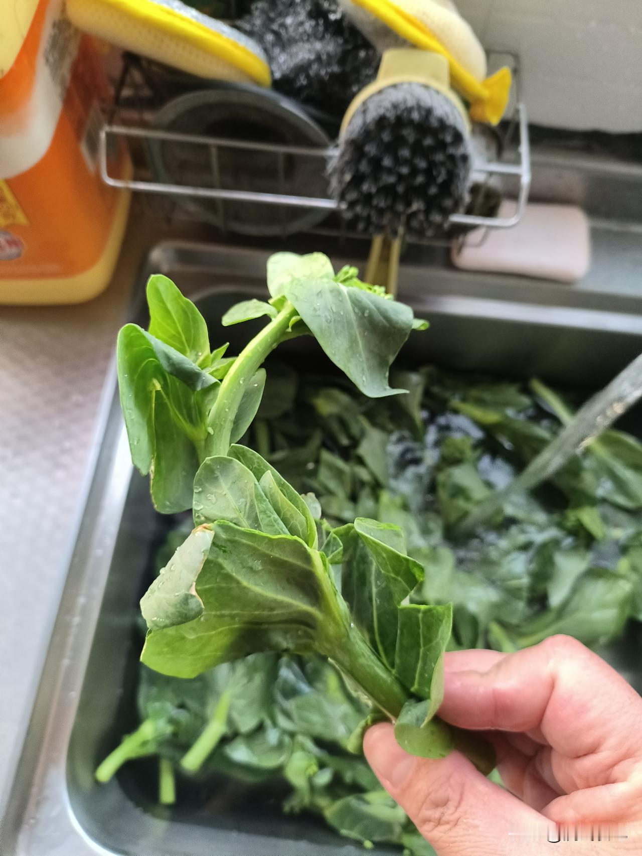 菜笺马上就要下市了，赶着最后的尾巴，包一顿大馄饨吃。菜笺一定要嫩，烫一下捏掉