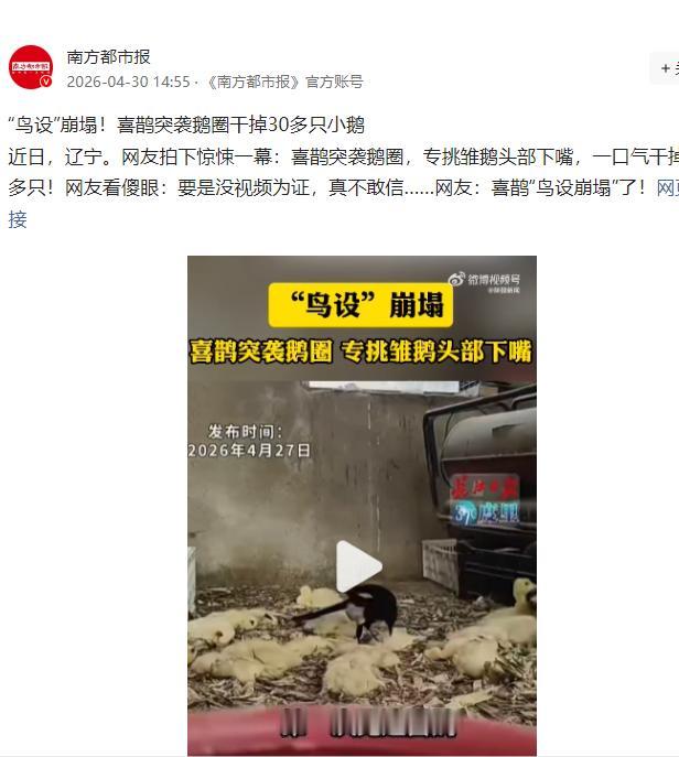 解释不清了！辽宁农户遭遇离奇养殖事故，传统吉祥喜鹊闯入鹅圈，残害三十余只雏鹅。