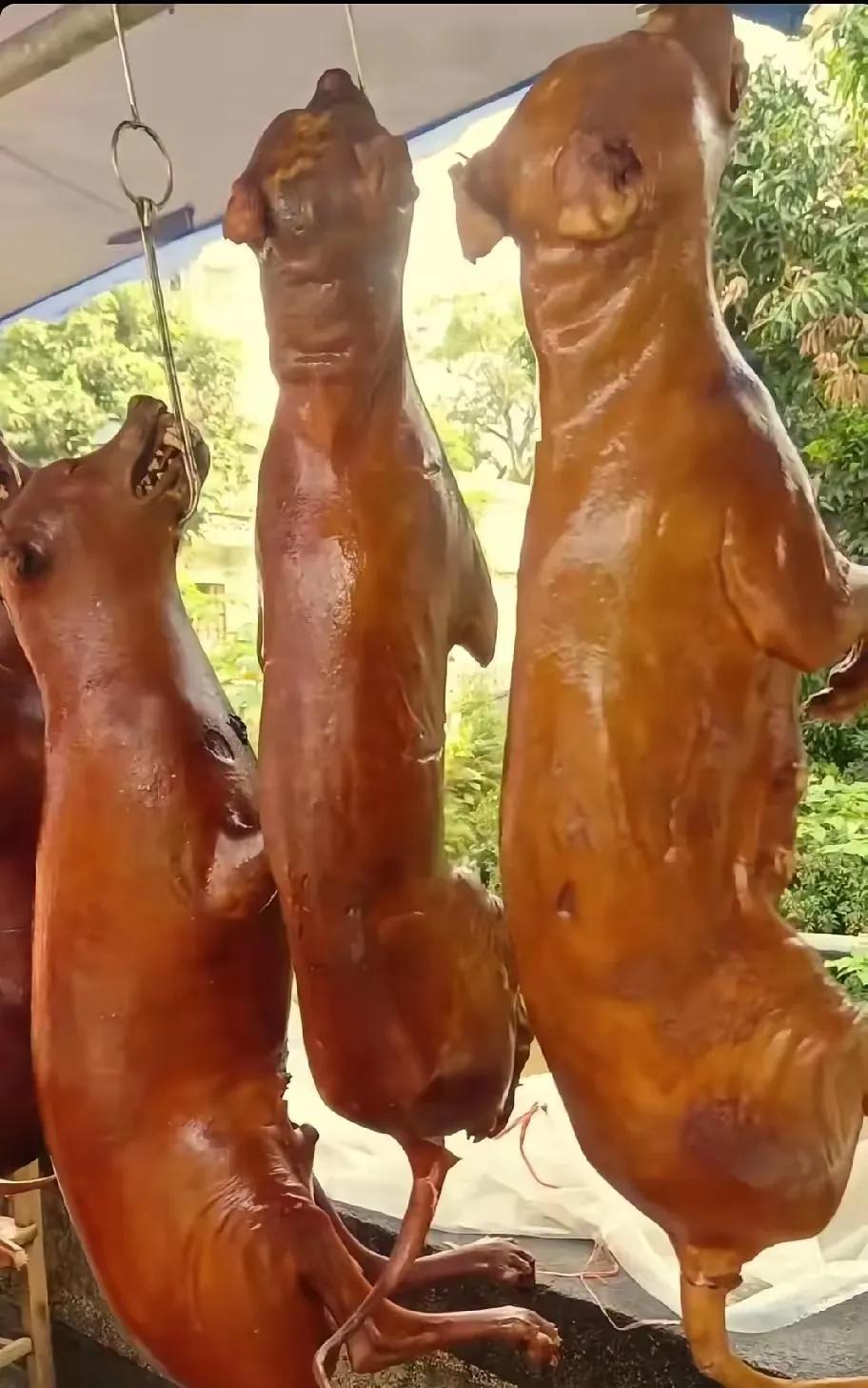 狗狗这么可爱，为什么要吃狗狗。真的是残忍呀，害的我悲伤的口水从嘴角流下来。老板