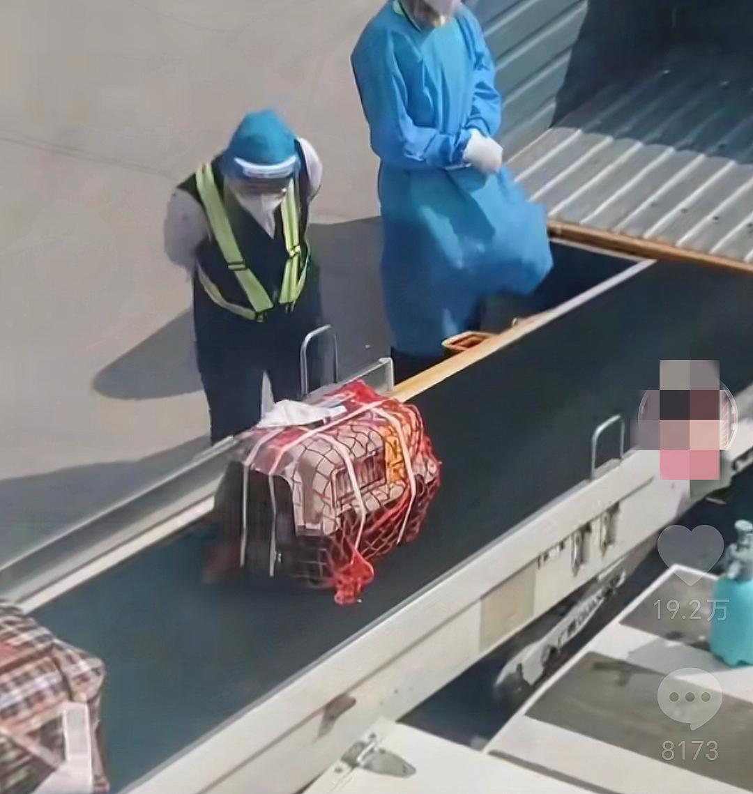 好一个北猫南调！起因是网友在托运站点遇到2只无人接收的猫，工作人员给寄件人打电话