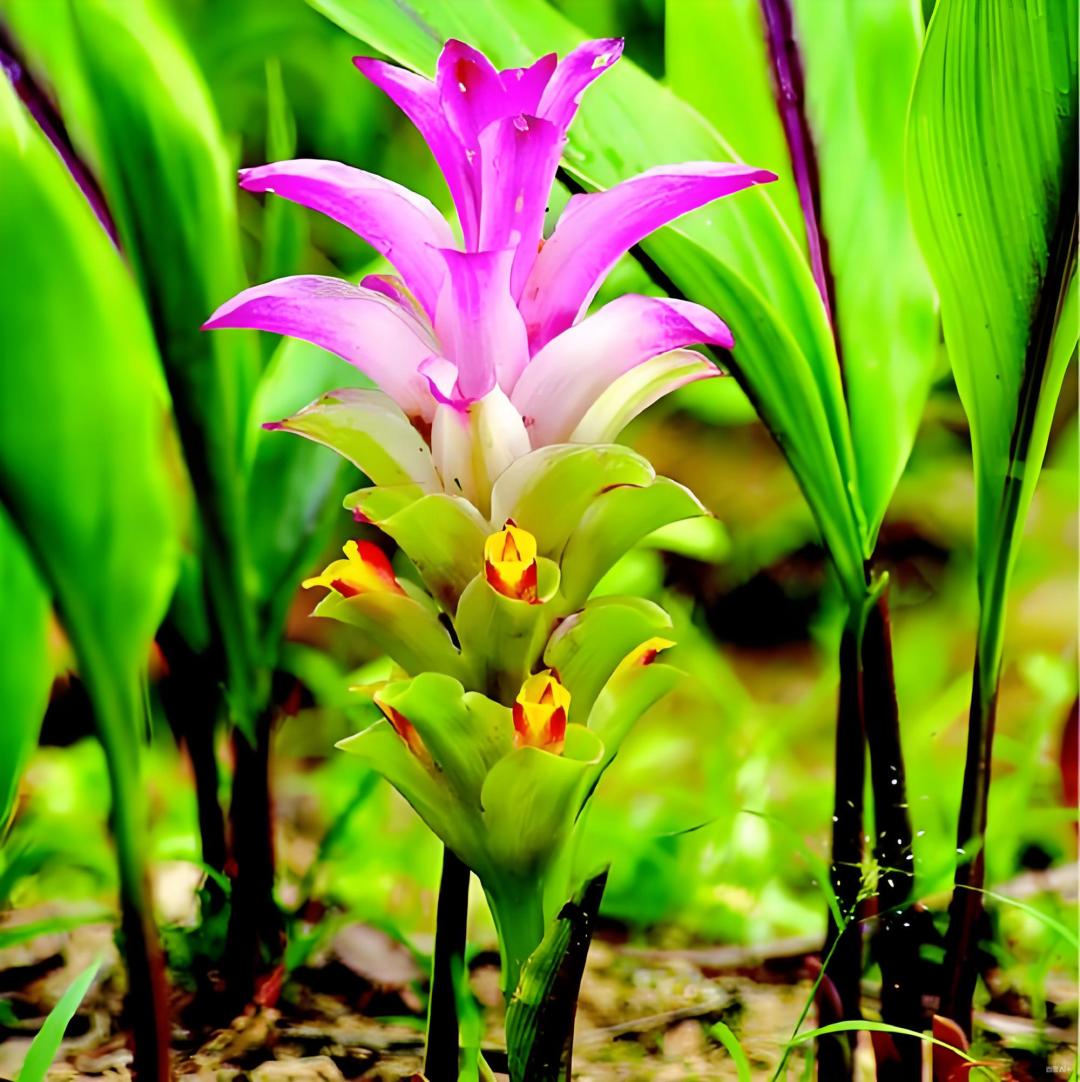 3种天然“抗ca草”，90%的人见过却不知其效，用对了能有效抑制坏细胞的生长！