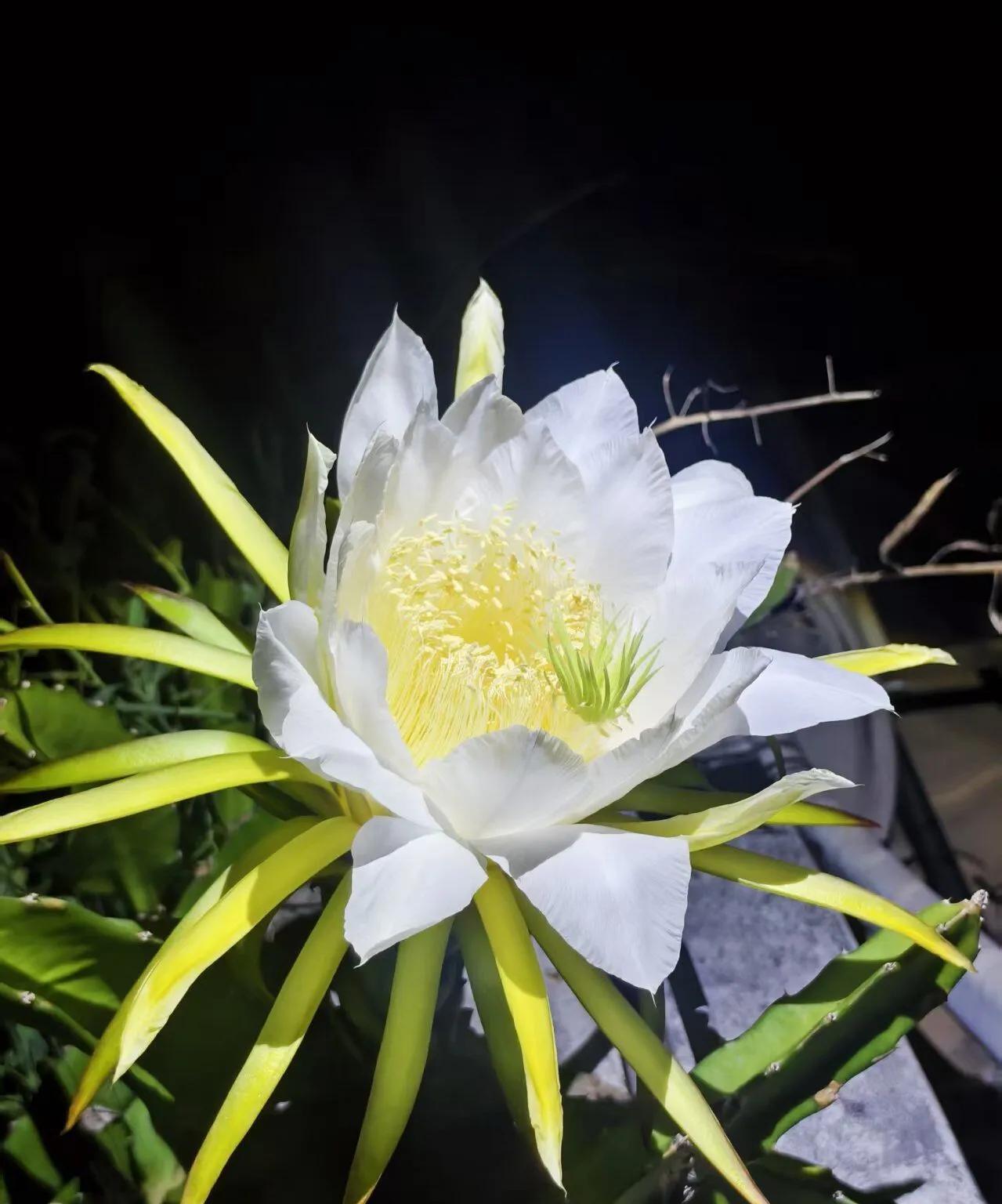 火龙果花（火龙果花跟昙花很像，比昙花大）