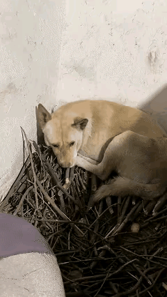 万物皆有灵！重庆，一女子的亲戚骤然离世，她去亲戚家收养他留下的狗狗，谁知，当她来