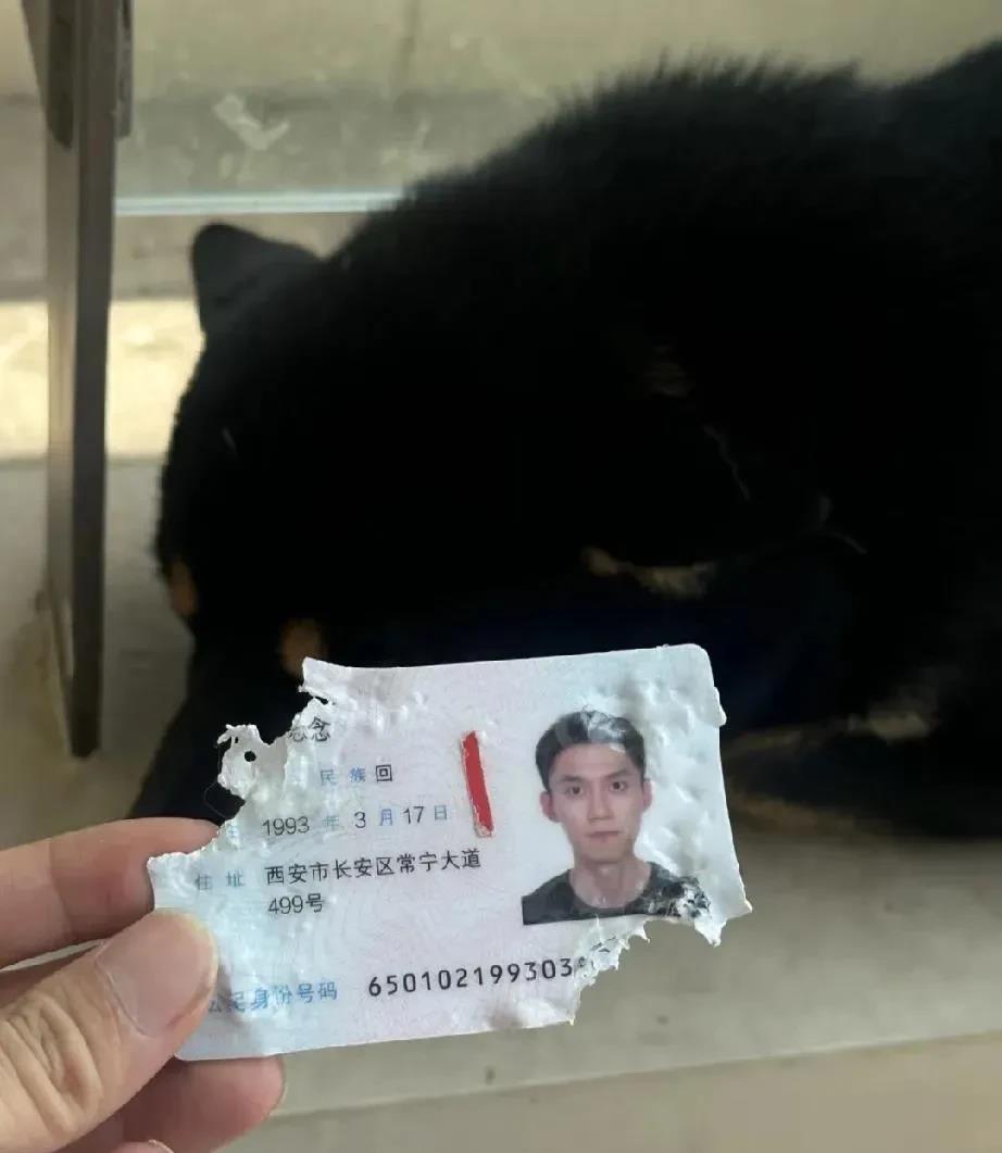 怎么处理这个狗