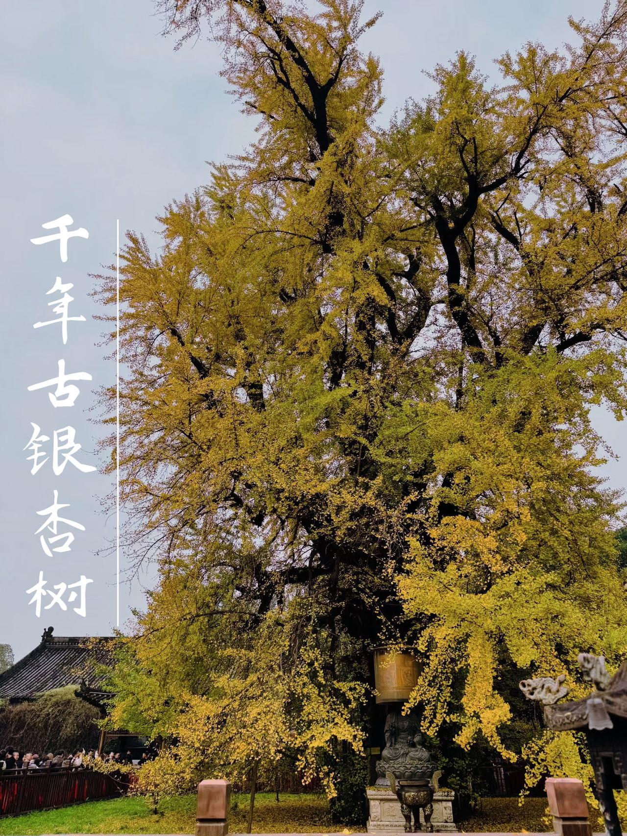 深藏在西安长安区罗汉洞村的古观音禅寺，绝对是秋天最值得一去的秘境！那颗1400多
