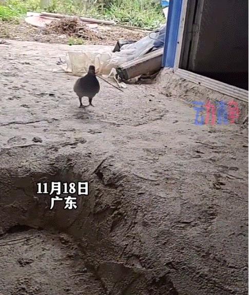 万万没有想到，11月18日广东一网友发视频分享，自己狗子下狗崽后，这家中养的一只